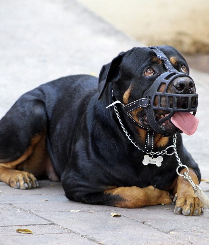 muzzle, halter, rottweiler-5240921.jpg