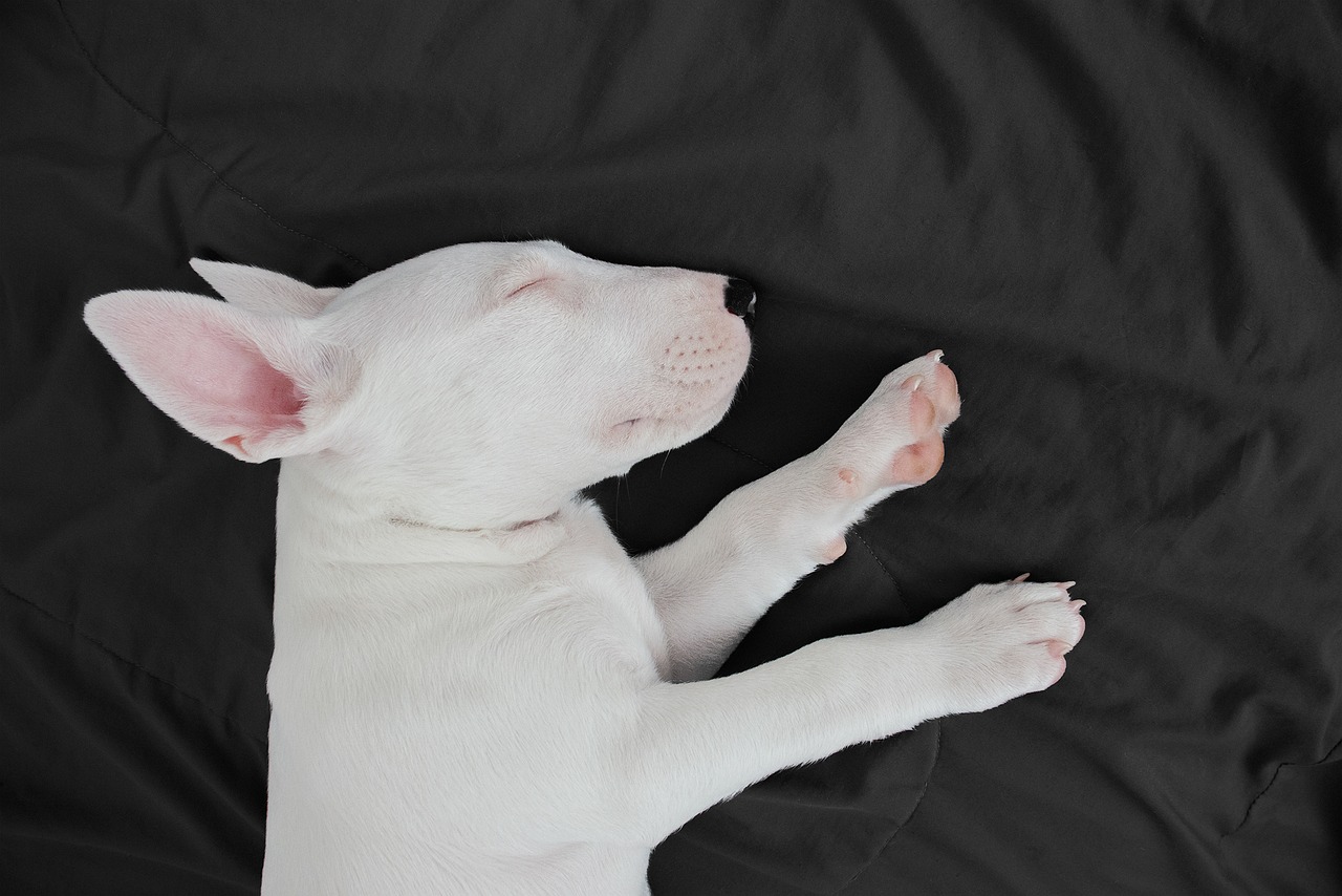 perro, bull terrier, amigo-7216354.jpg